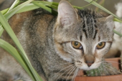 Cats