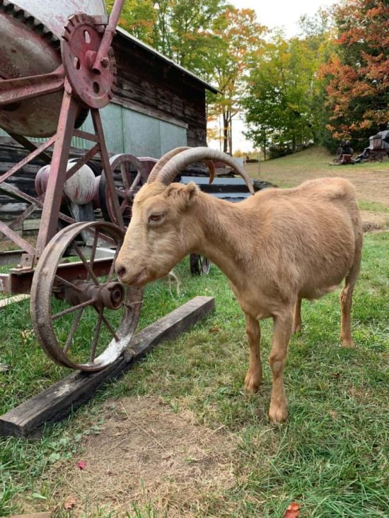 goat next to an antique machine
