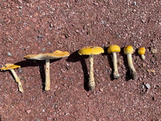 Deadly Amanita stages