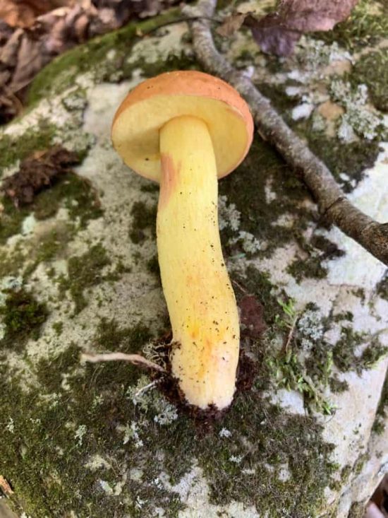 bi-color bolete mushroom