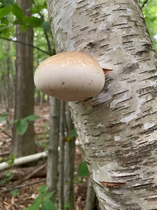 Birch conk mushroom