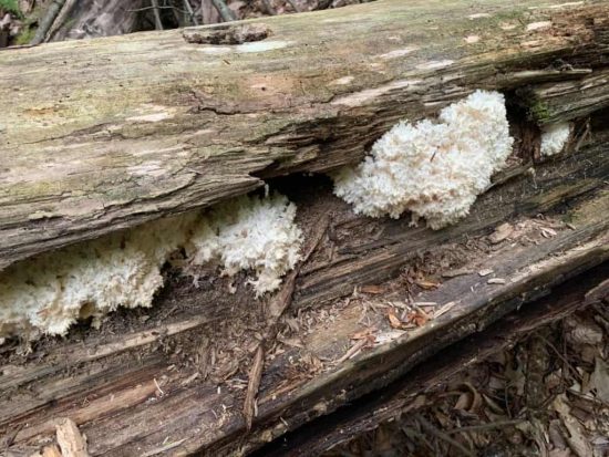 Coral Tooth mushroom