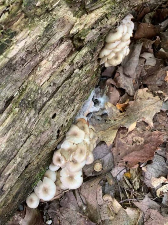 false oyster mushrooms under log