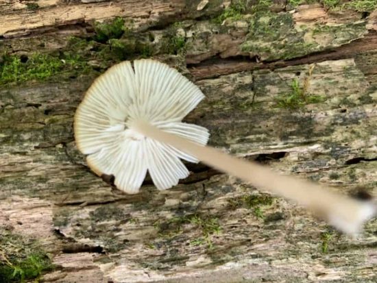 Underside of false oyster
