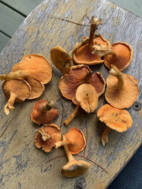 False chanterelle mushrooms