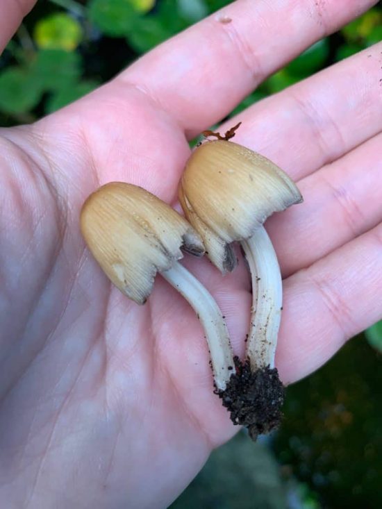 Mica Cap mushrooms