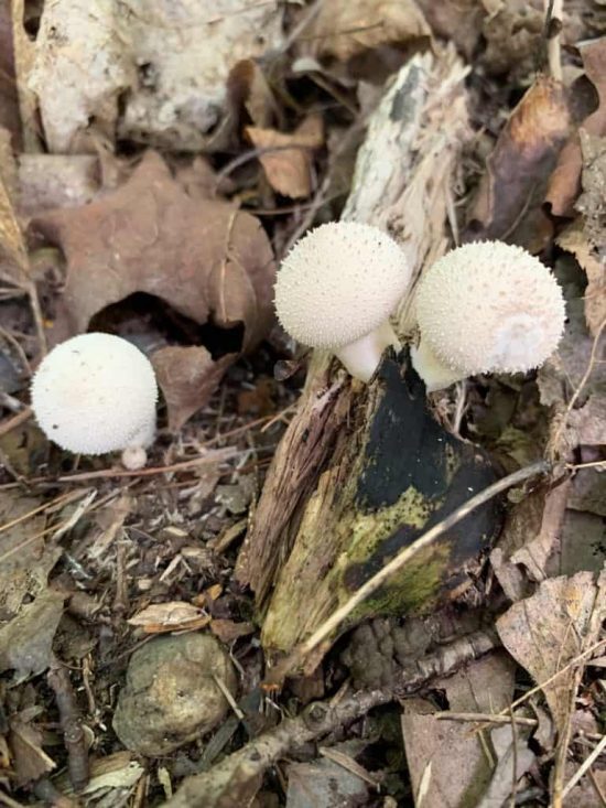 Puff Ball mushrooms
