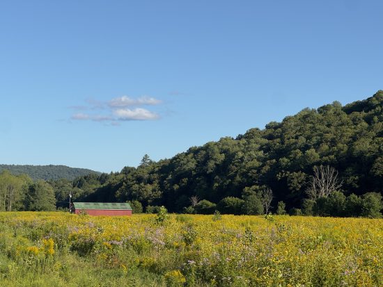 Field filled with golden rod